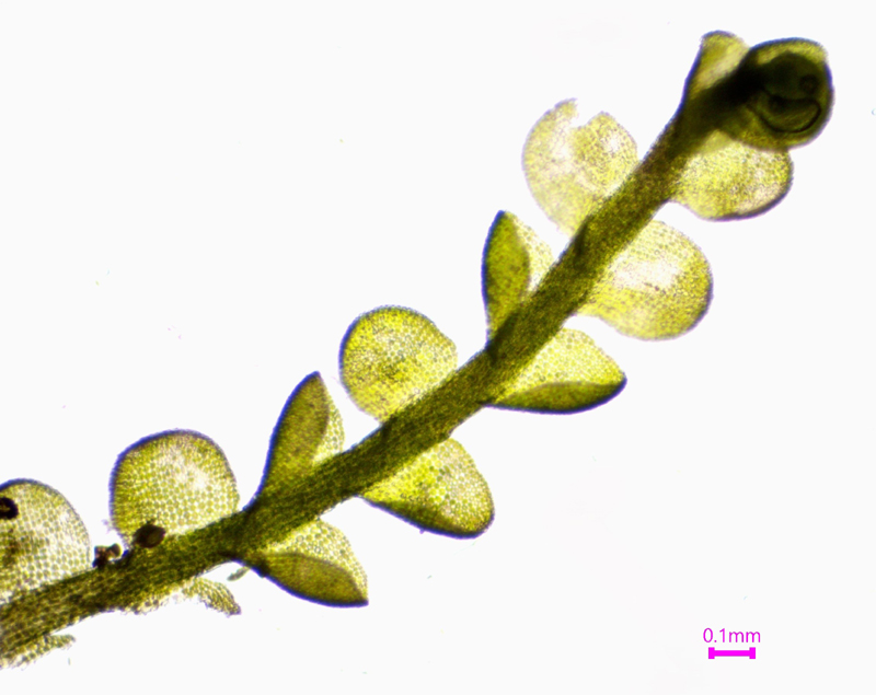 Odontoschisma elongatum